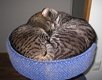 Simmeli & Sulo nukkuvat